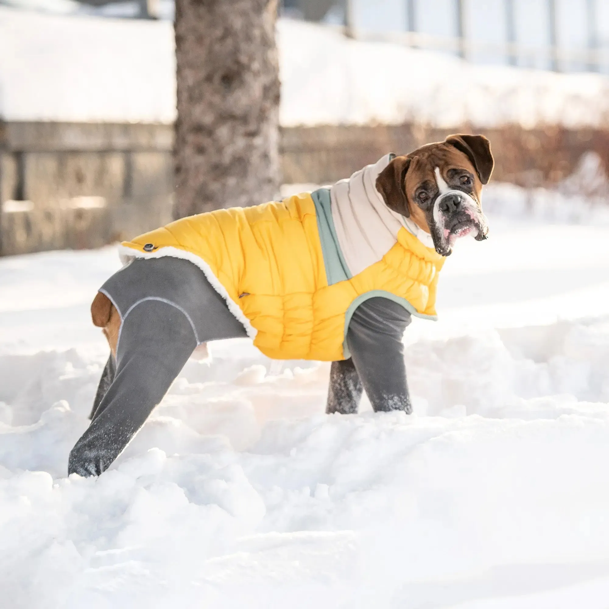 Camplife Dog Puffer | Yellow